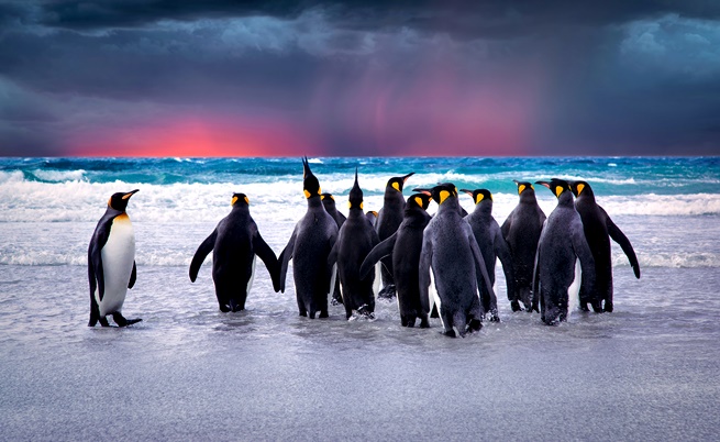 Изчезнаха 90% от пингвините в най-голямата колония