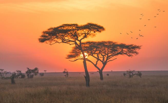 Най-добрите сафари дестинации в Африка (снимки)
