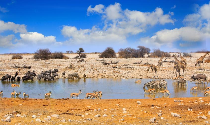 Африка парк сафари