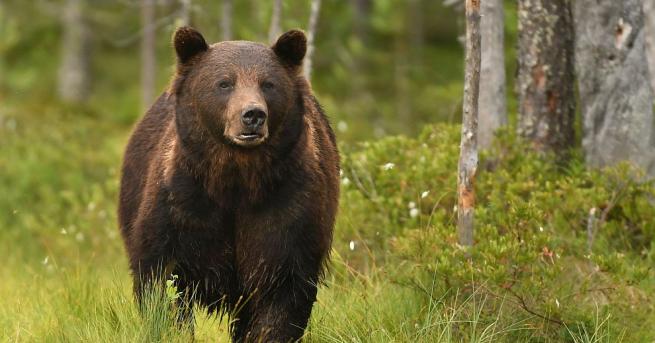 България Бракониери застреляха кафява мечка в Рила Ако извършителят бъде