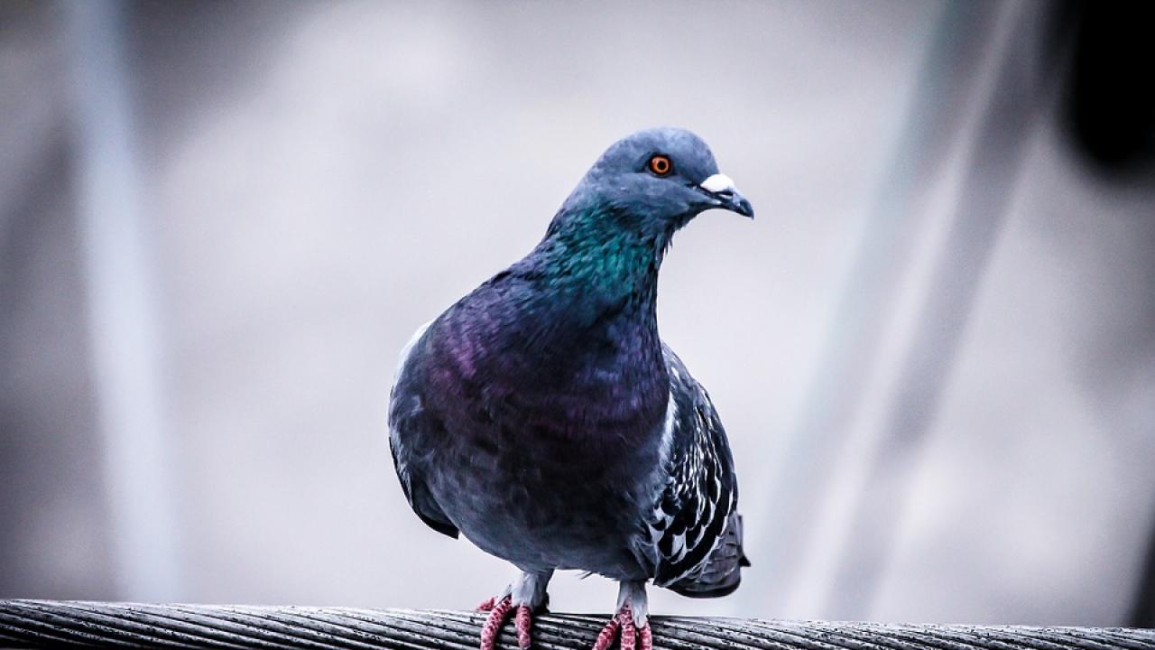 Снимка: pixabay