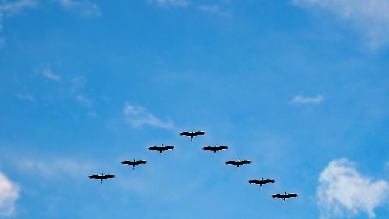 Снимка: pixabay