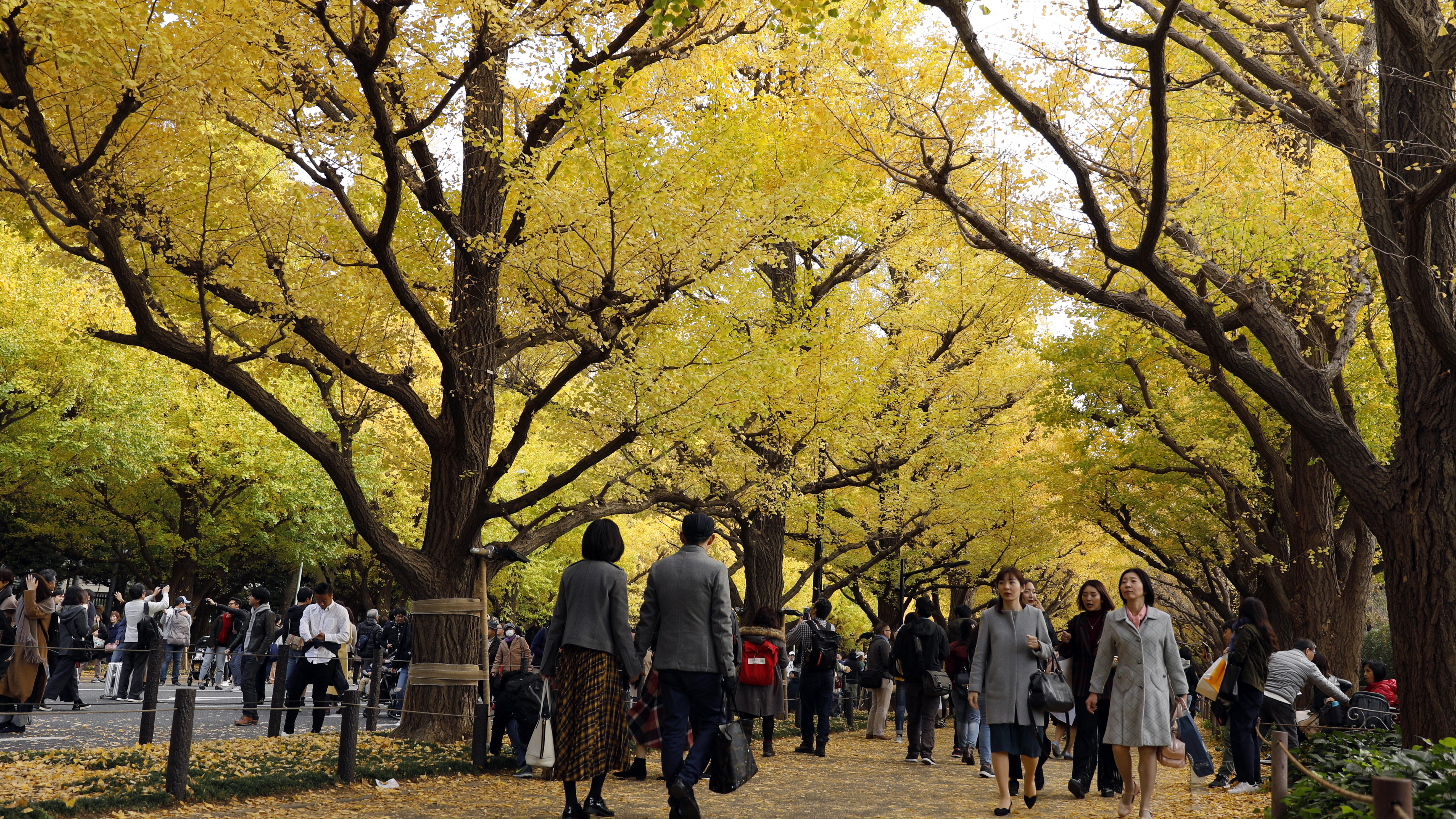 Хора се разхождат под есенния цвят на дървета от вида Гинко билоба в Токио, Япония. Жителите и гостите на столицата се наслаждават на сезонната промяна на цветовете на листата на Гинко през есента всяка година, когато листата се оцветяват от лятно зелено в есенно жълто