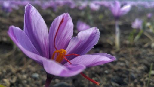  Шафранът - златна мина за България 