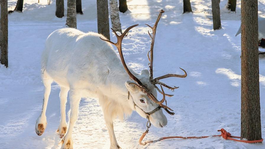 <p>Снимки на снежнобяло еленче впечатлиха Инстаграм</p>