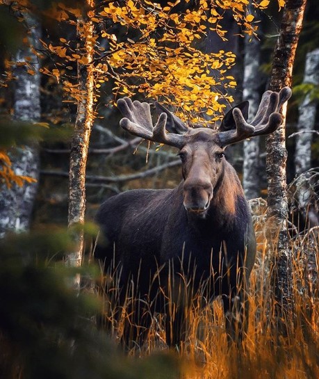 Оси Сааринен заснема девствените гори на Финландия, където мирът и дълголетието застилат върховете на планините, короните на дърветата и тревите, сред които, необезпокоявани, обитават дивите животни