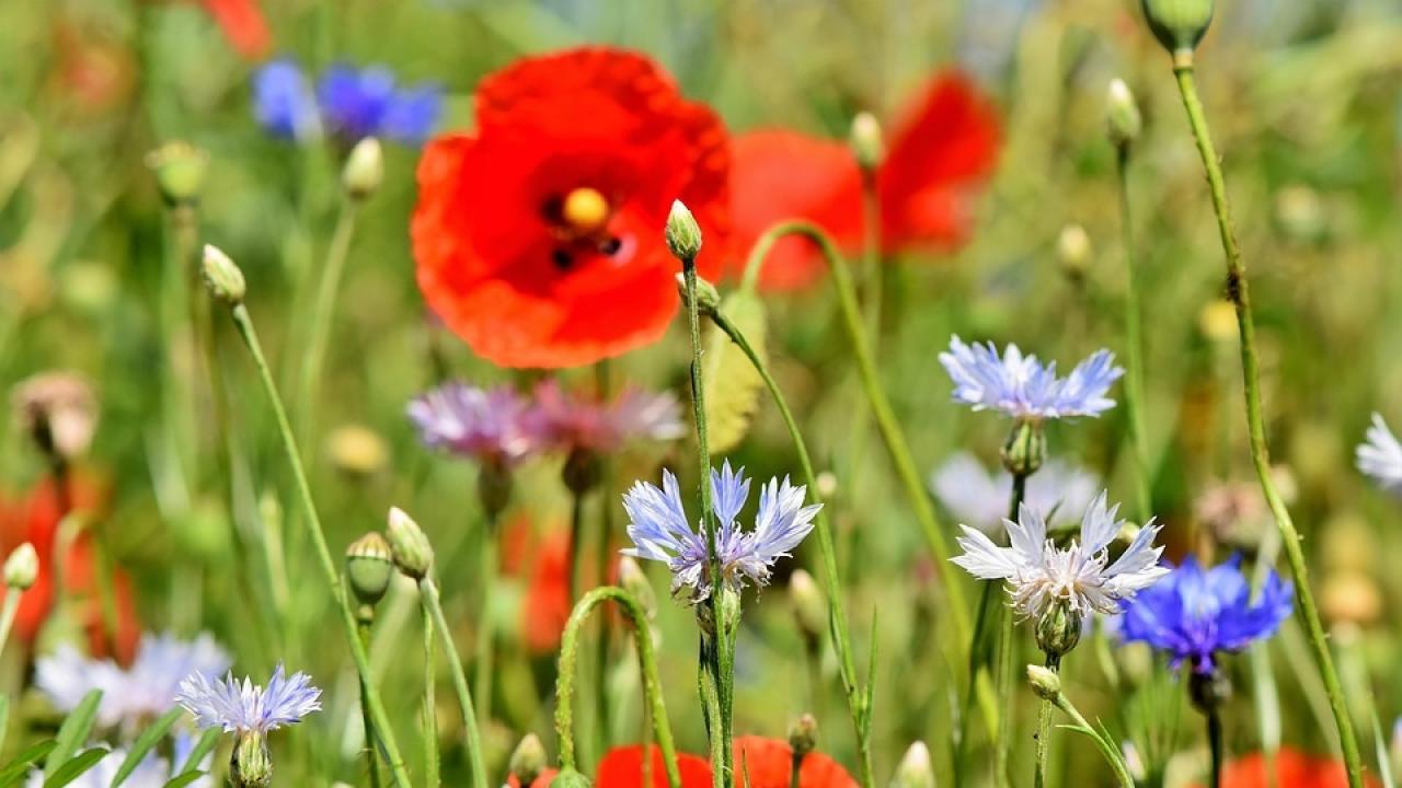 Снимка: pixabay