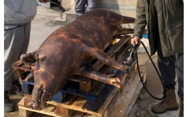 Звезда на ЦСКА запразни с… прасе