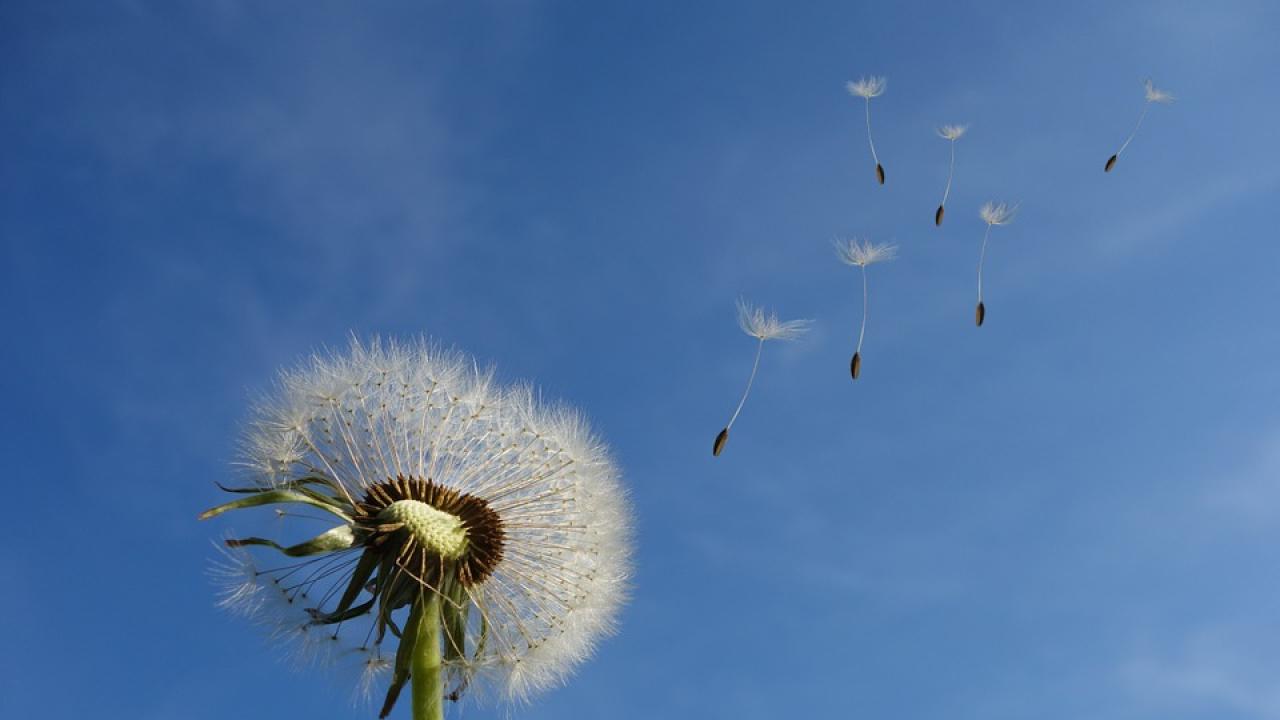 Снимка: pixabay