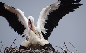 Кои спортни звезди ще навести щъркелът през 2019 година?