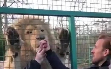 Хари Кейн нахрани лъв
