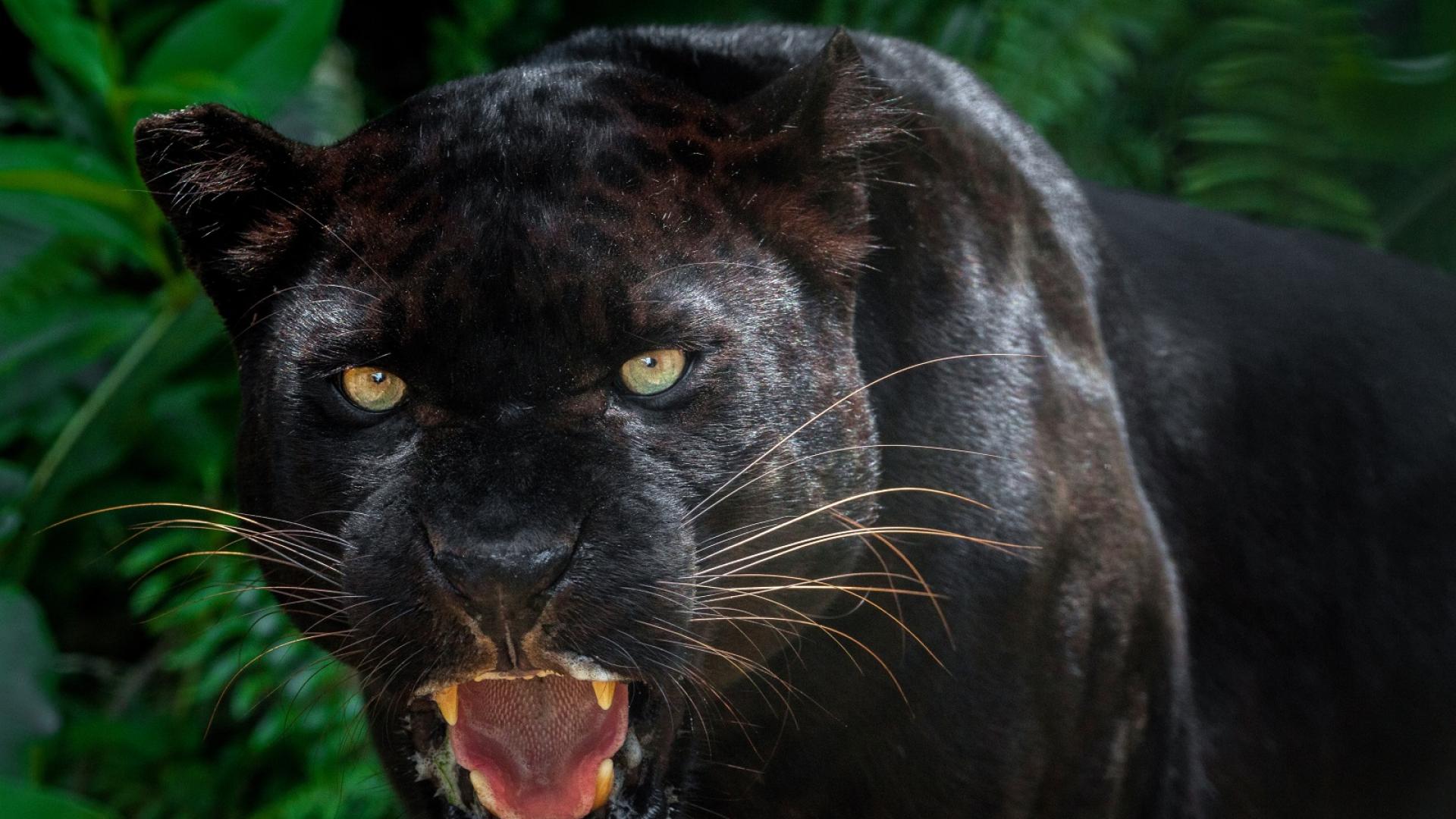Забелязаха черна пантера за пръв път от 100 години