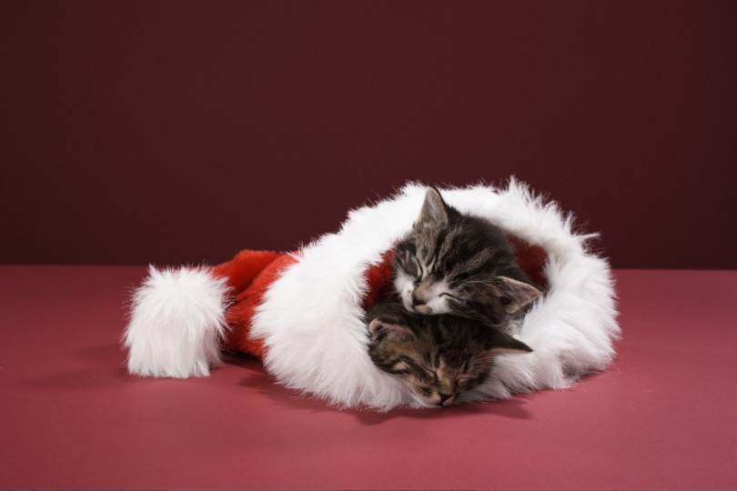 Сладки, коледни животни - снимка 35