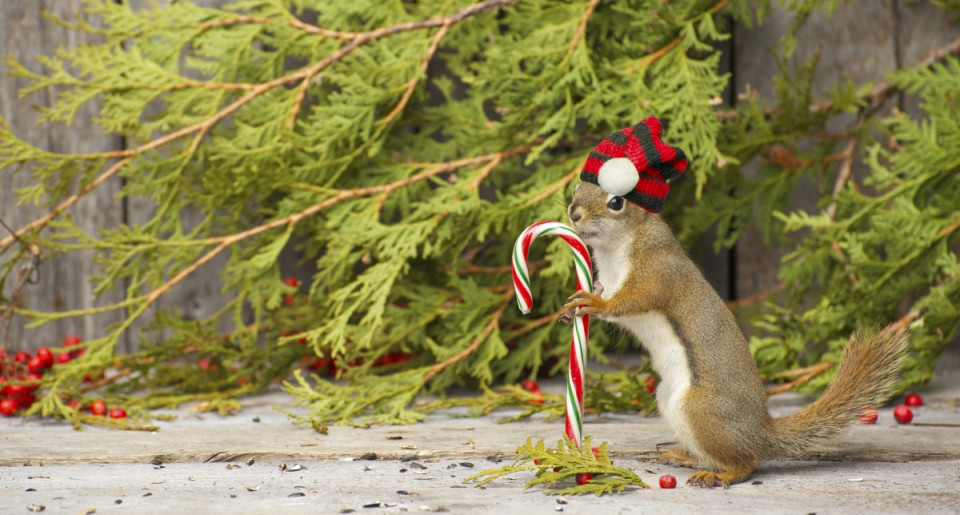 Сладки, коледни животни - снимка 26