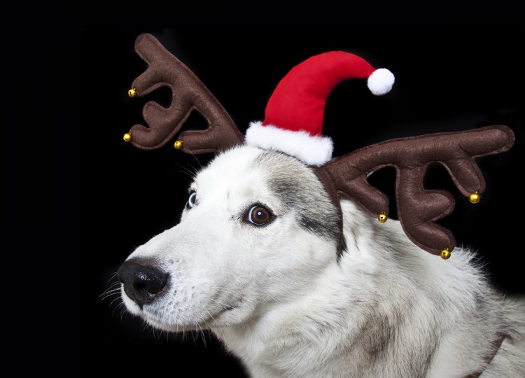 Сладки, коледни животни - снимка 16