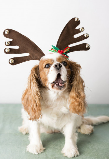 Сладки, коледни животни - снимка 10