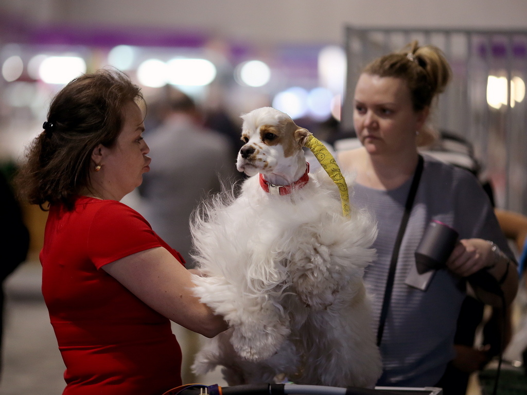 В последните години обаче изложбите Crufts търпят редица критики, заради прекомерното изопачаване в развитието на породите единствено за изложбени цели, което вреди на кучетата и тяхното здраве.