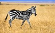  Фотограф снима зебра на точки (СНИМКА) 