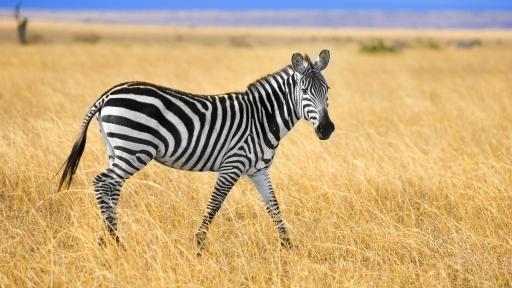  <p>Фотограф снима <strong>зебра на точки</strong> (СНИМКА)</p> 