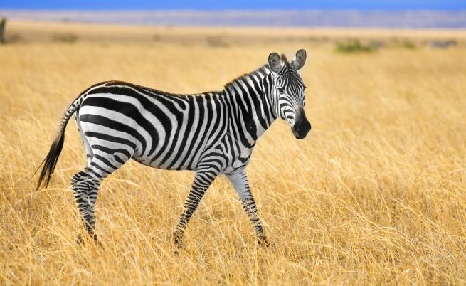  Фотограф снима зебра на точки (СНИМКА) 