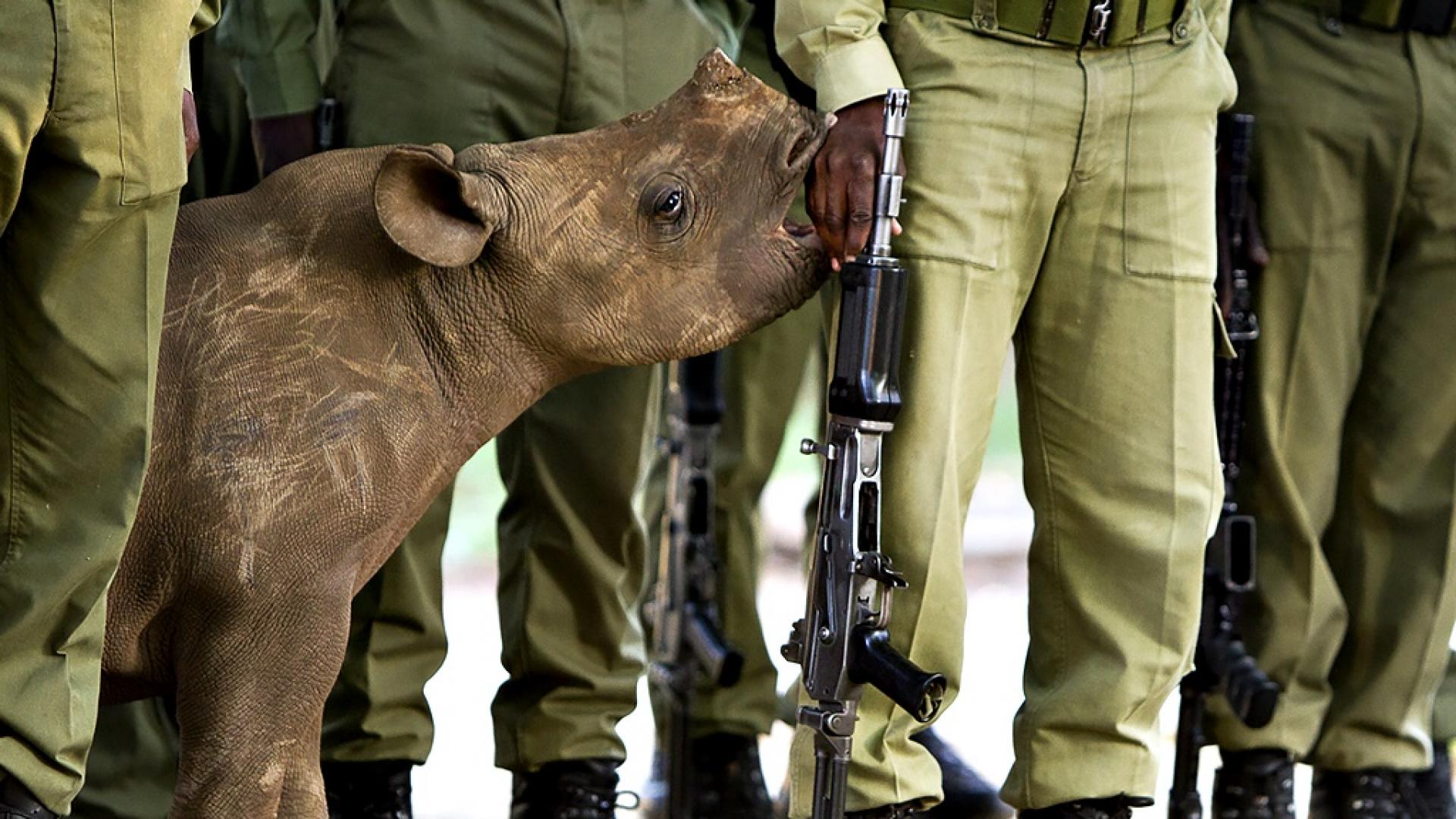 Смъртна присъда грози бракониерите в Кения