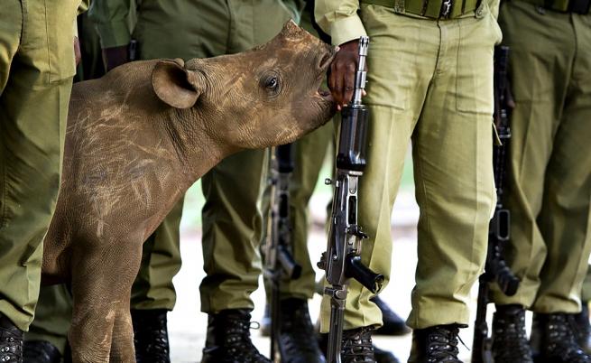  Смъртна присъда грози бракониерите в Кения 