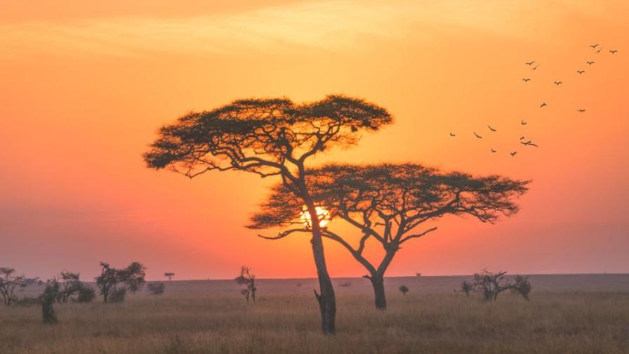 Националният парк Серенгети – раят на Танзания