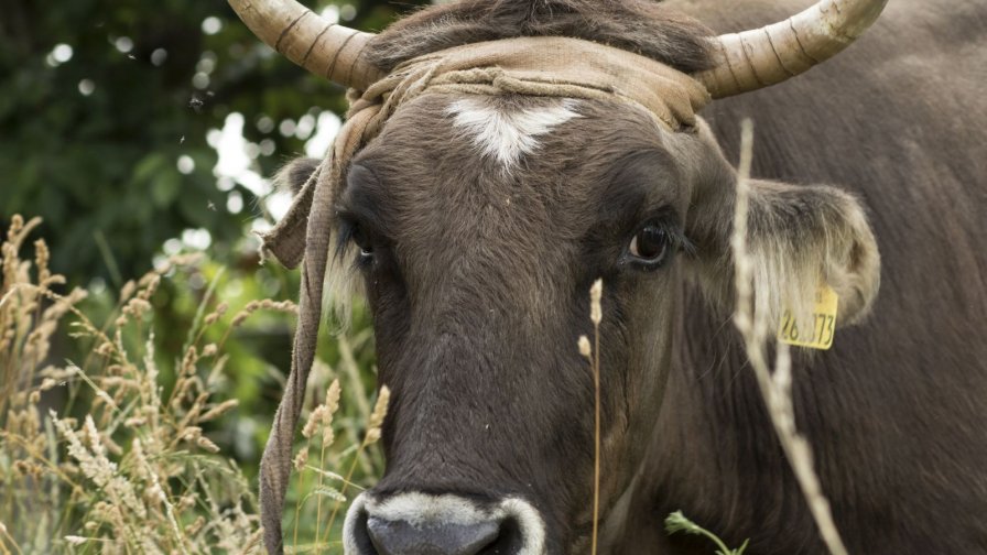 Кравата Пенка може да остане без дом 