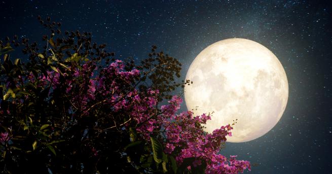 Всяка година през април в небето се появява Розова Луна