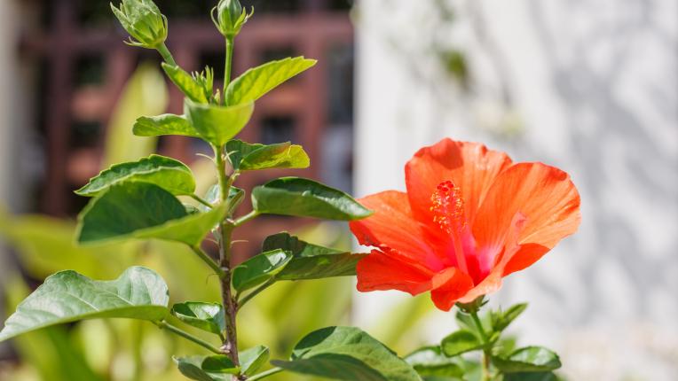 Кое стайно растение ще ти донесе благополучие и шанс съгласно зодията 