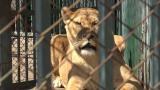 Две новородени лъвчета починаха в зоокът “Кенана ” в Хасково 