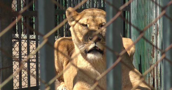 България Две новородени лъвчета починаха в зоокът Кенана в Хасково