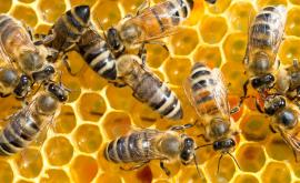  <p>Ще обезщетят&nbsp;стопаните на отровените пчели</p> 