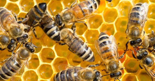 България Земеделското министерство ще обезщети стопаните на отровените пчели Пострадалите
