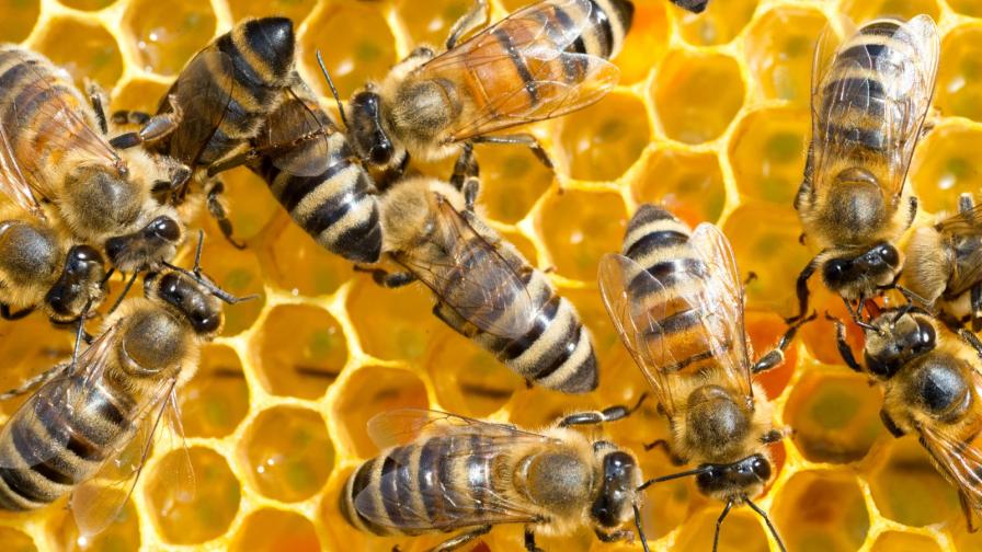  Земеделското министерство ще обезщети стопаните на отровените пчели 