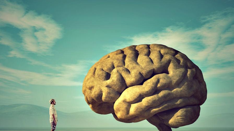 <p>Има ли връзка между размера на мозъка и интелигентността</p>