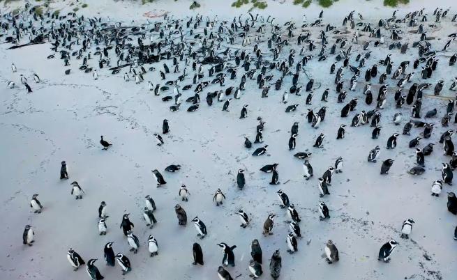 Разходка с пингвини в Южна Африка