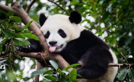  Пускат гласа на Путин на пандите в Москва 