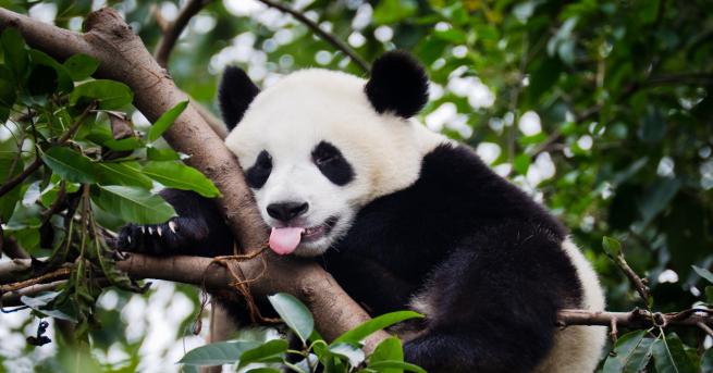 Любопитно Показаха снимка на панда албинос Вижте я Животното няма