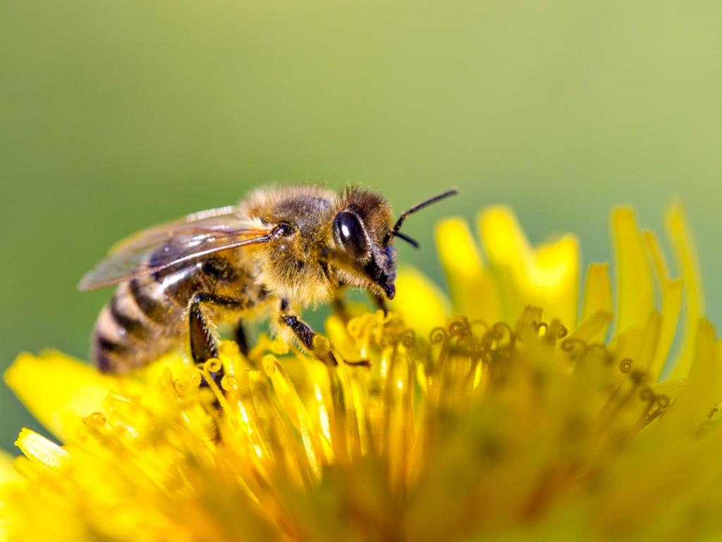 Експериментална грешка е довела екип от учени които изследват пчели