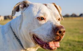  <p>Домашно куче отхапа устната на жена</p> 