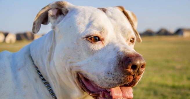 България Домашно куче отхапа устната на жена Животното случайно излязло