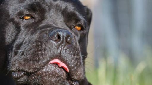  Дете е в тежко положение, нахапано от кане корсо 