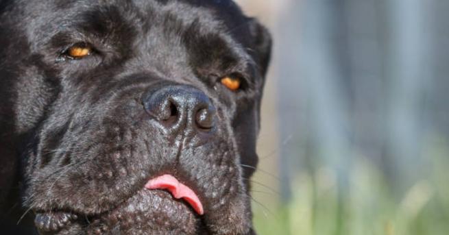 България Домашни кучета убиха 39 годишен мъж Породата на животните е