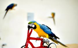  <p>"<strong>Птичите мозъци</strong>" са <strong>по-умни</strong>, в сравнение с предполагаме&nbsp;</p> 