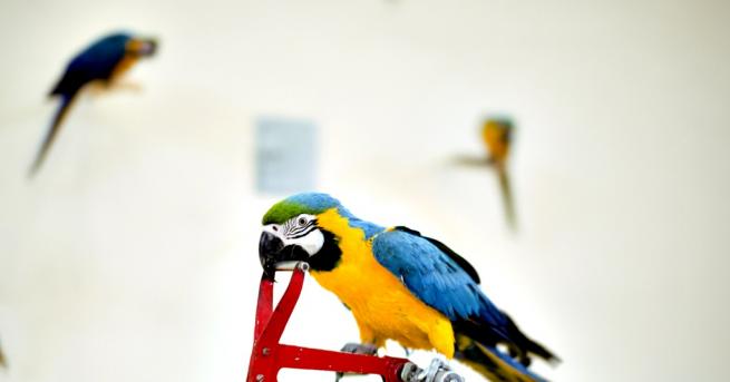 Любопитно Птичите мозъци са по умни отколкото продеполагаме Птиците си споделят