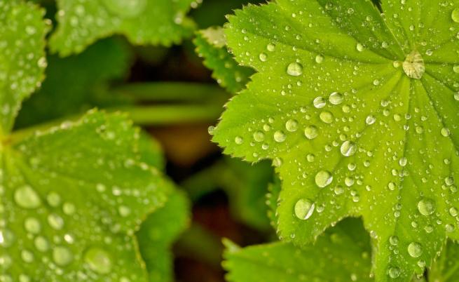  Чудодейната билка за женски проблеми 