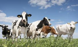  Мъртви крави са изплували на плажа в Обзор 