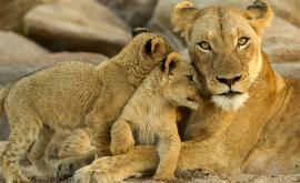  <p>&bdquo;Царица Лъвица&ldquo;, а не <strong>&bdquo;Цар Лъв&ldquo;</strong> е <strong>реалността</strong></p> 