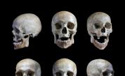  Два черепа могат да трансформират напълно теорията за еволюцията 